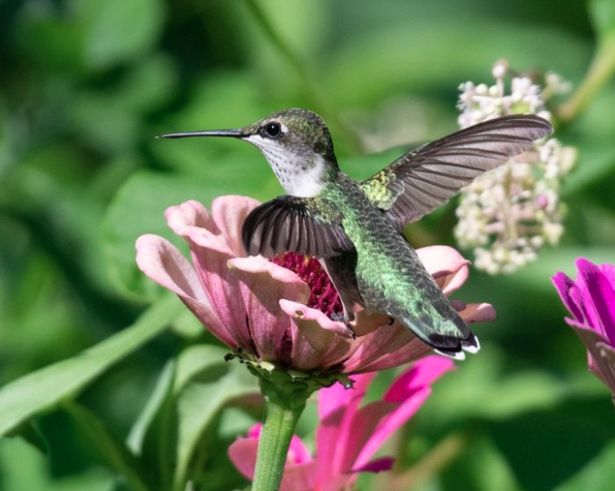 hummingbird on a flower
