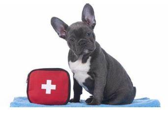 Pet Emergency Kits
