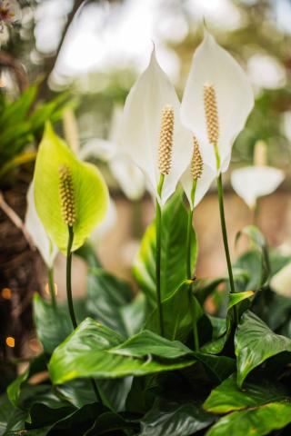 peace lily