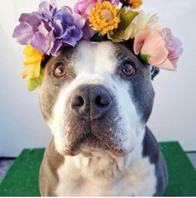 DIY Flower Crowns for Pets & People