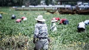 migrant worker