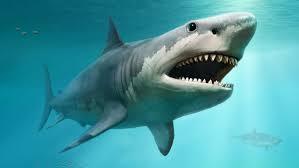 Great White Shark