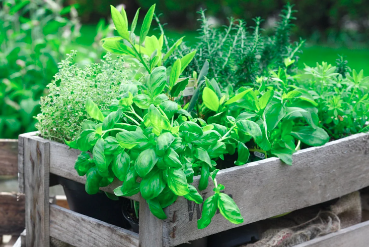 herb garden