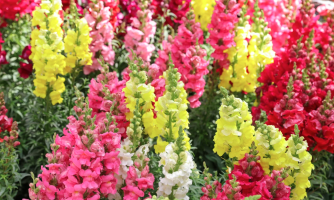 snapdragons